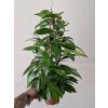 Hoya pubicalyx 2