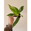 Philodendron white princes
