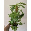 Syngonium mojito1