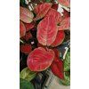 Agla red joy