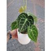 Anthurium calinerv obal