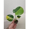 Monstera aurea