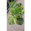Monstera deliciosa Aurea