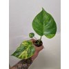Monstera aurea3