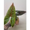 Alocasia black jack 12 40