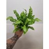 Asplenium nidus CW3