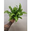 Asplenium nidus CW2