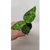 Aglaonema pict1