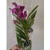 Vanda mix