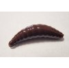 Maggot 40mm