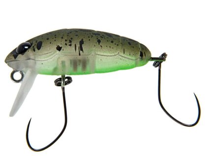 crankin pupa shallow 347m kokedama