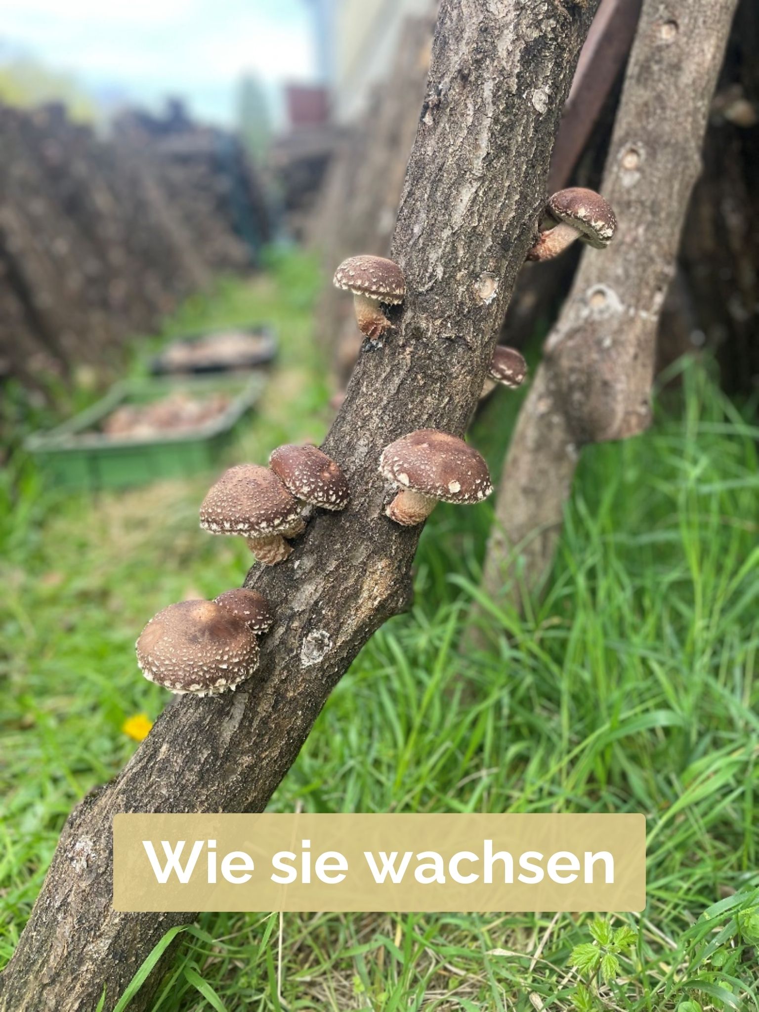 Wie sie wachsen