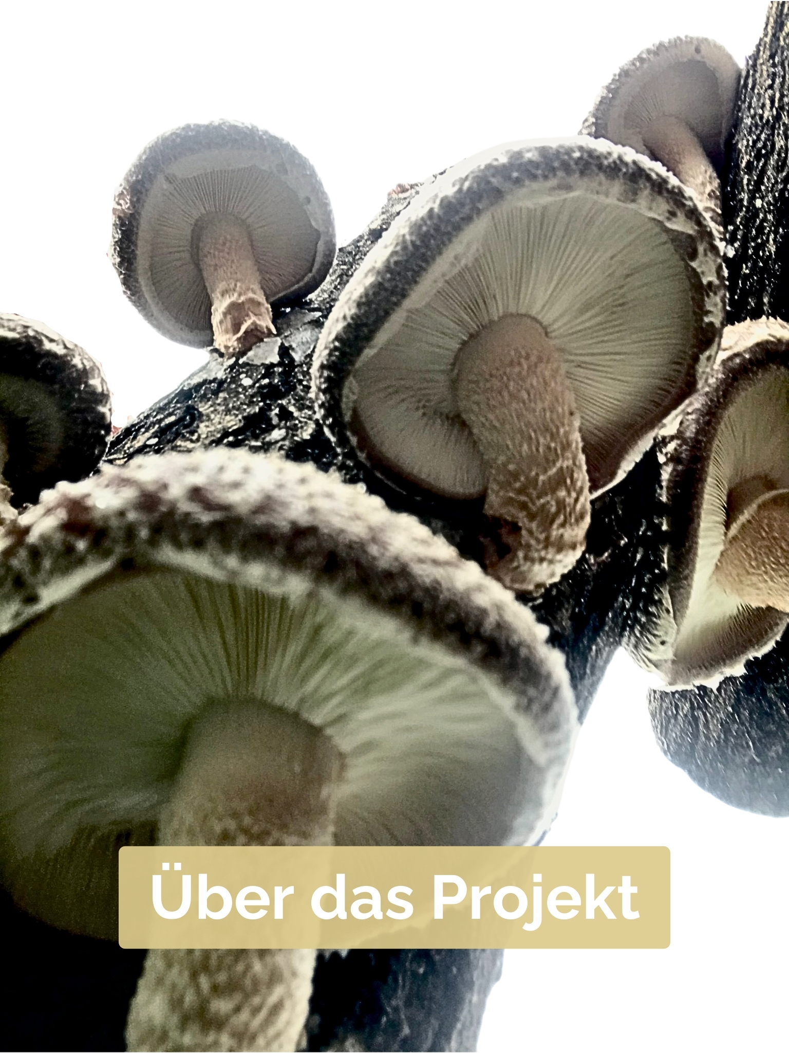 Über das projekt