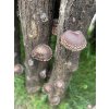 Shiistamm - Shiitake aus Eiche XXL