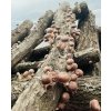 Shiistamm - Shiitake aus Eiche XXL