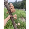 Shiistamm - Shiitake aus Eiche XXL