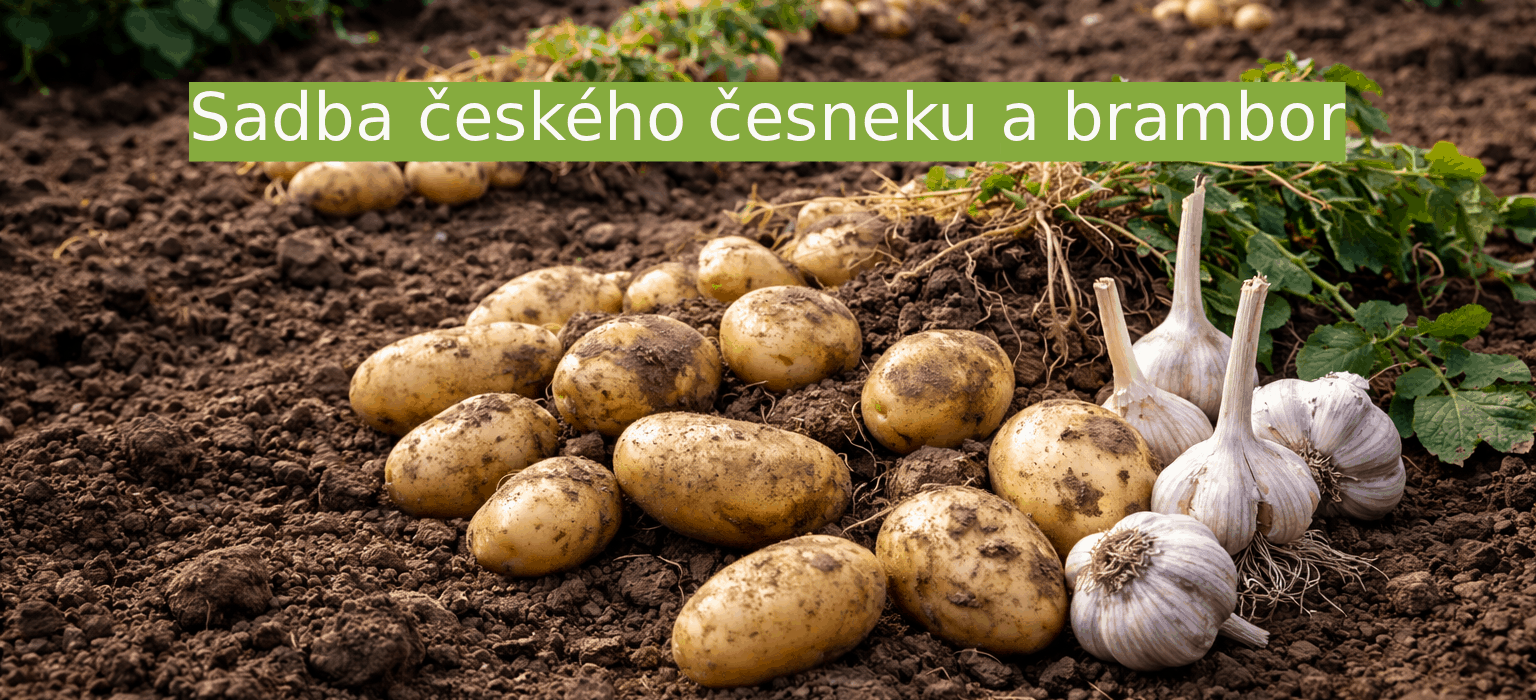 Prodej českého sadbového česneku a brambor