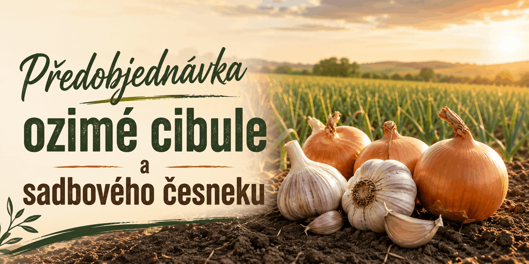 Předobjednávka ozimé cibule a sadbového česneku