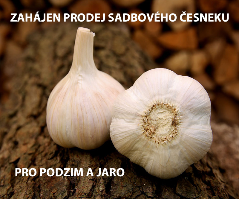 Zahájen prodej sadbového česneku