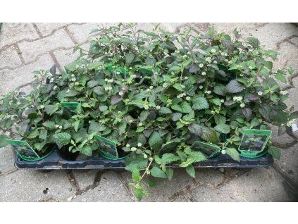 Lippia dulcis Colada