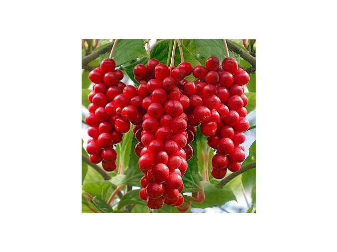 Schizandra chinensis