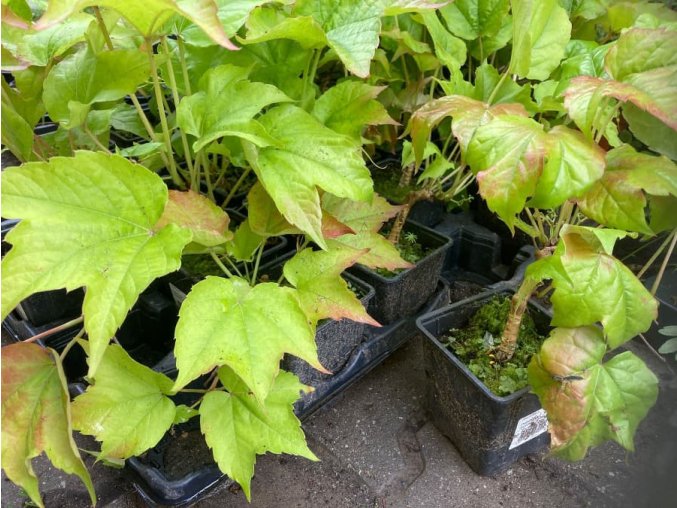 prisavnik trojcipy parthenocissus tricuspidata