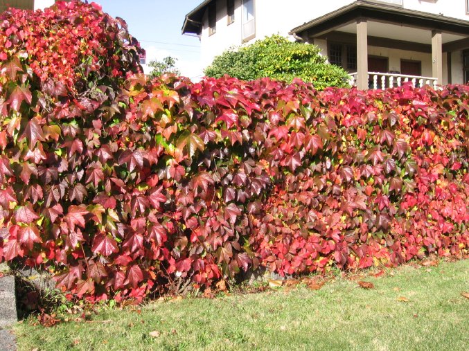 Parthenocissus quinquefolia - Přísavník pětiprstý
