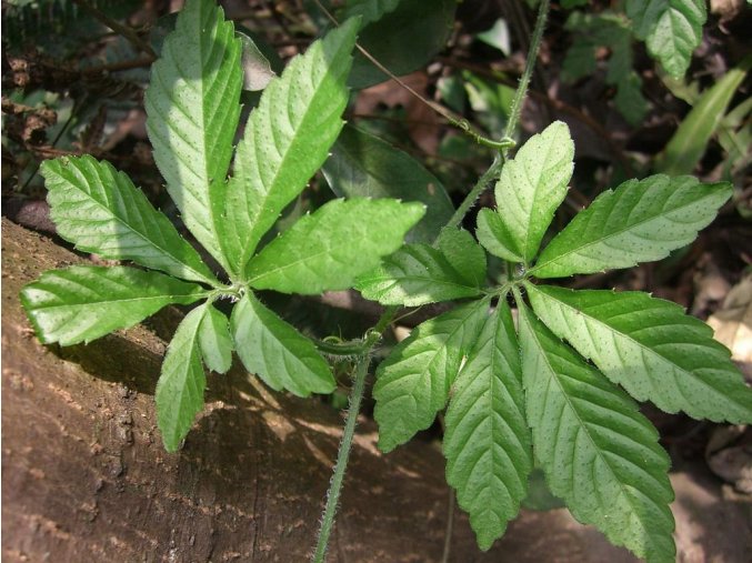 Gynostemma pentaphyllum "Jiaogulan"