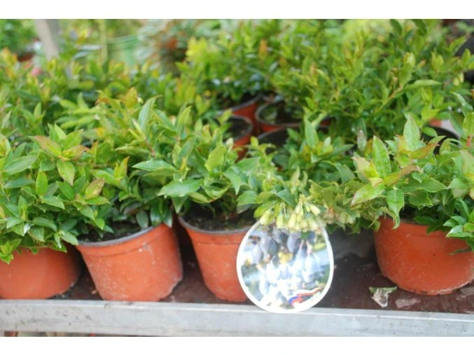 Pokojová borůvka Blau Perle