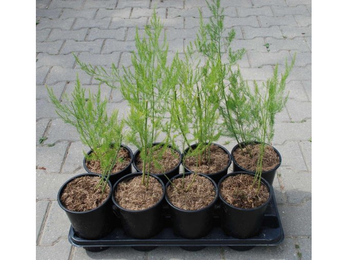 Asparagus Gijnlim