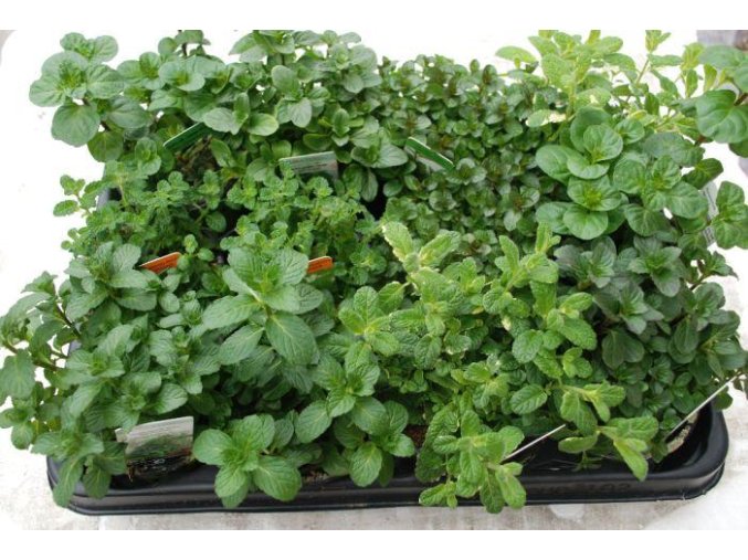 Máta peprná mochito