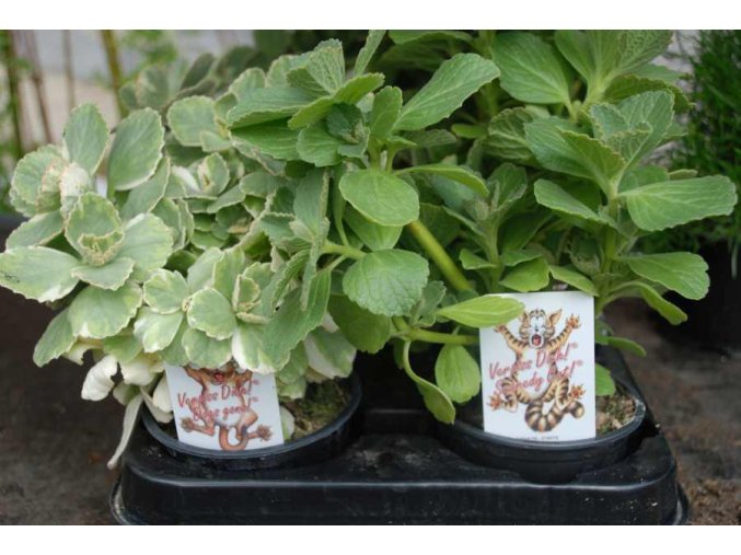 Coleus canina zelená