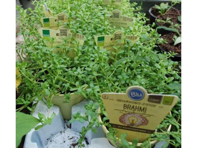 Bacopa drobnolistá Brahmi