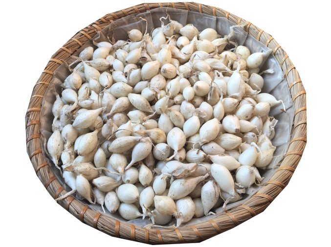 cibule sazečka snowball