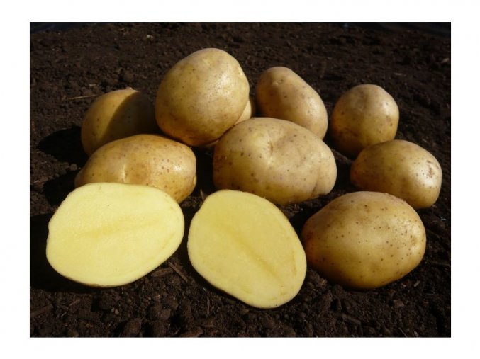 51 sadbove brambory adela