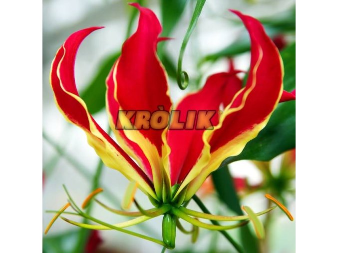 Gloriosa rotschildana