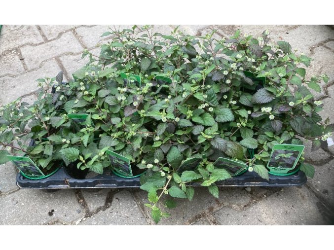 Lippia dulcis Colada