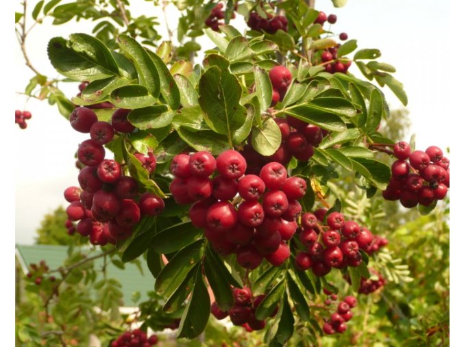 44460 2 likiornaja zs