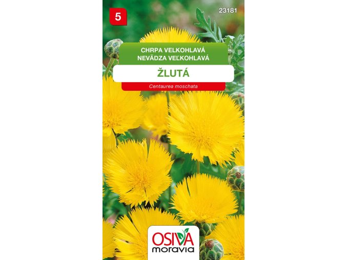 Chrpa velkohlavá - žlutá