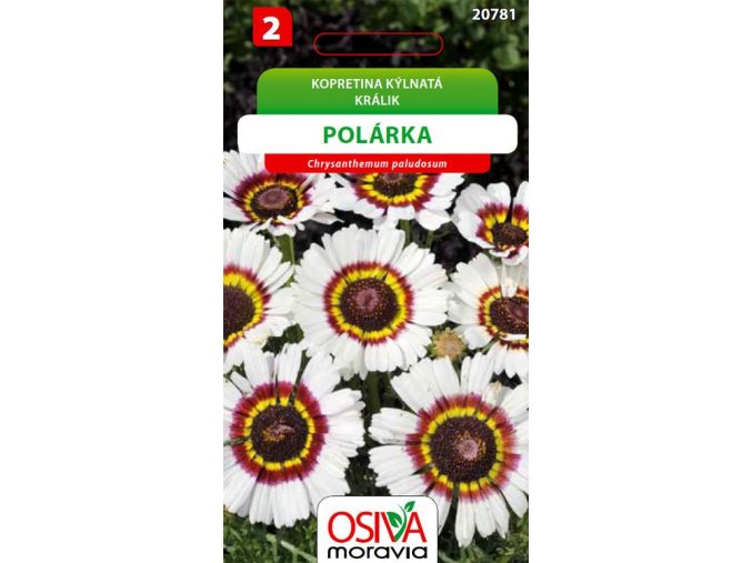 Kopretina kýlnatá - Polárka