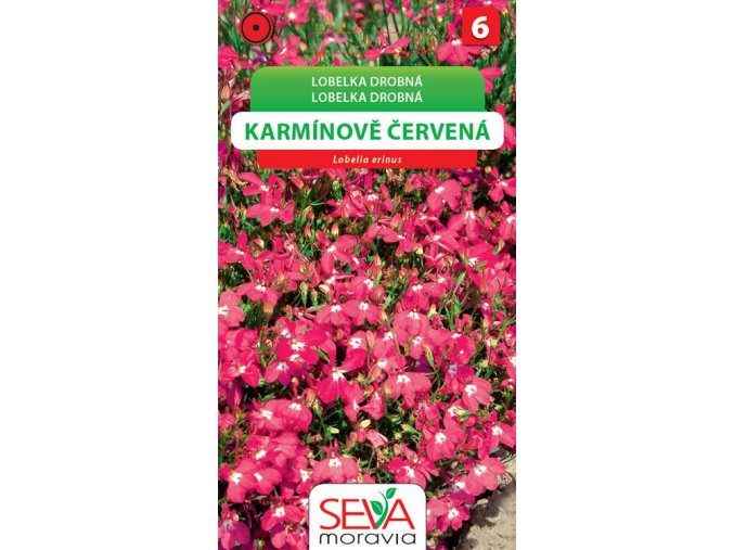 Lobelka drobná - karminově červená