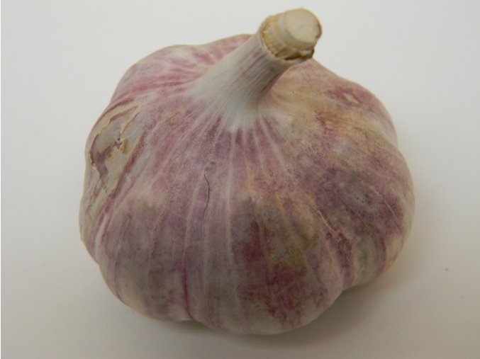 Český sadbový česnek Skalka