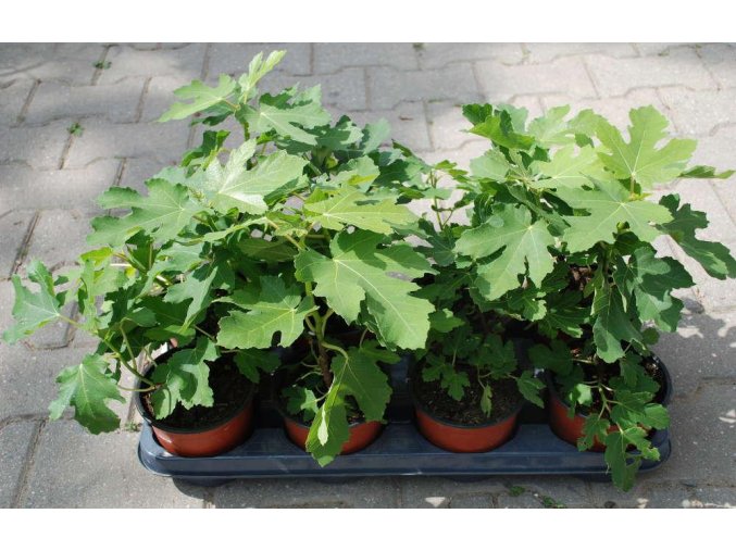 Ficus Francuesco