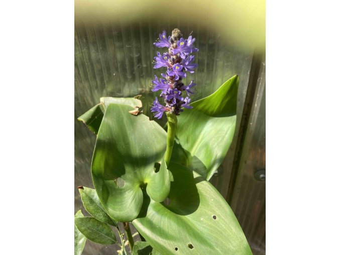 Pontederia cordata Modráska srdčitá