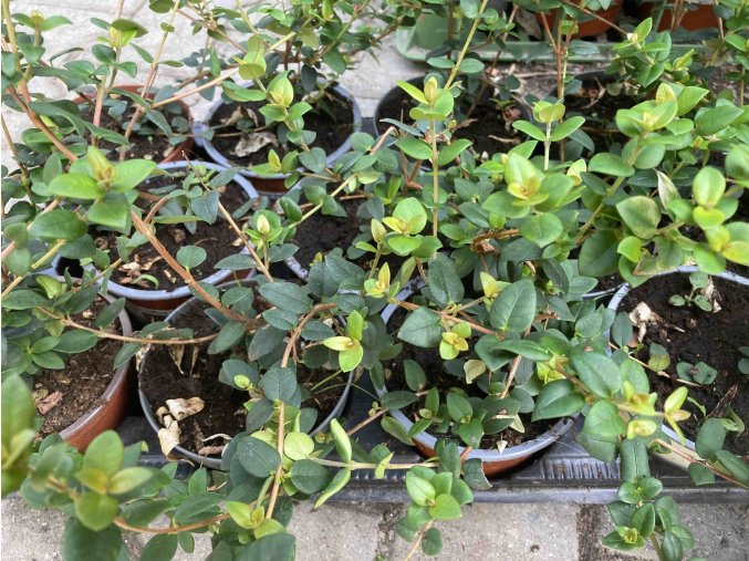 Myrta Ugni molinae