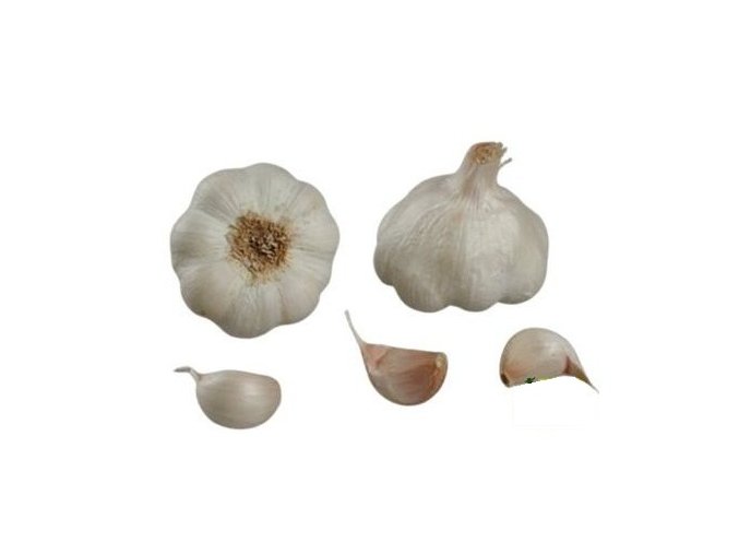 Francouzský sadbový česnek THERADOR