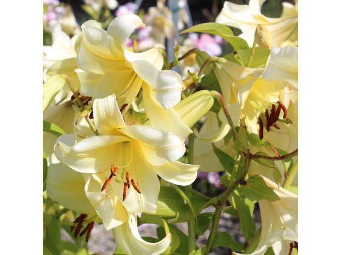 lilie lilium late morning gelb