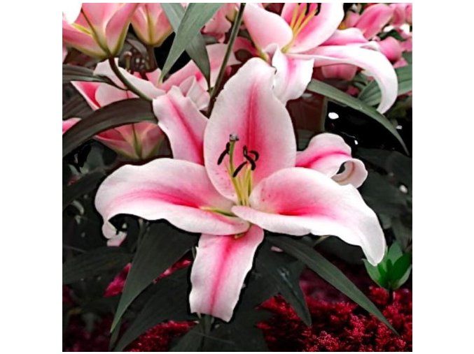 63182 60062 Marriott