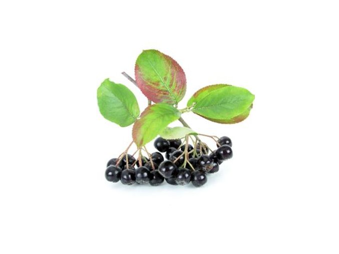 Aronia melanocarpa NERO roubovaný kmínek