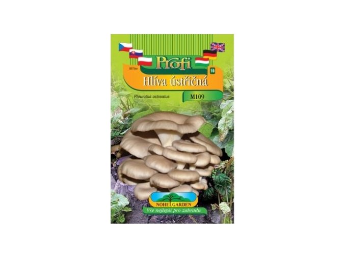 Hlíva ústřičná (Pleurotus ostreatus) hnědá forma